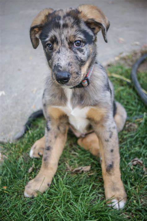 catahoula mix for sale.